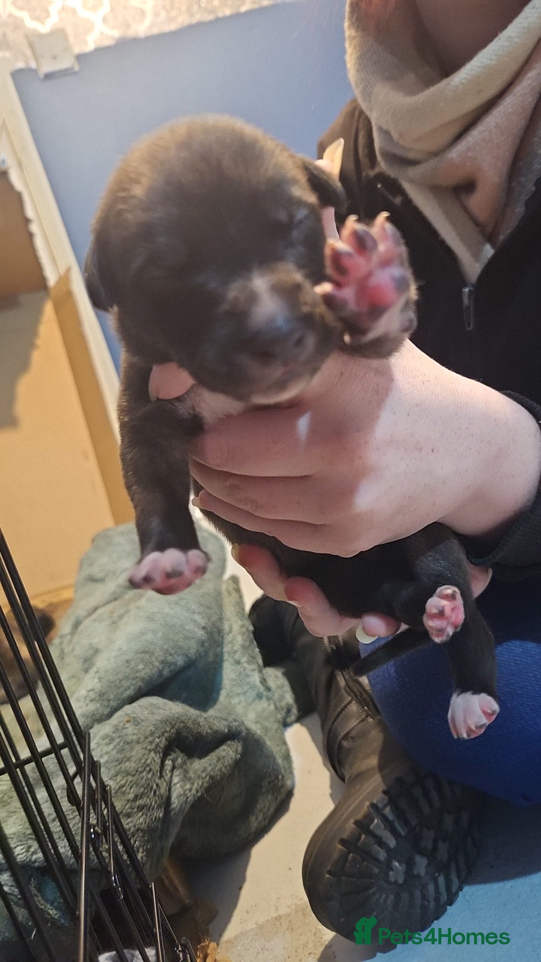 Whippet dogs for sale: 8 beautiful  brindle whippet  - Advert 17