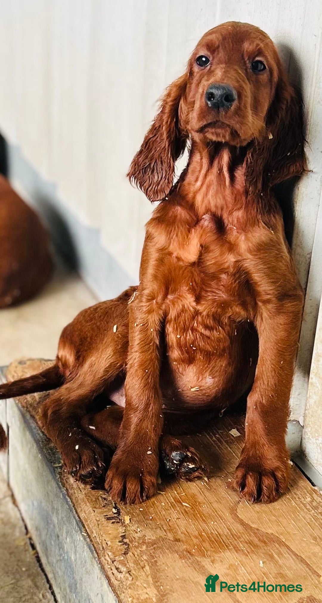 Irish Setter dogs for sale: Outstanding red Irish setters puppies - Image 13