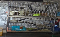 Chinchilla rodents for sale: Male baby chinchilla - Image 4
