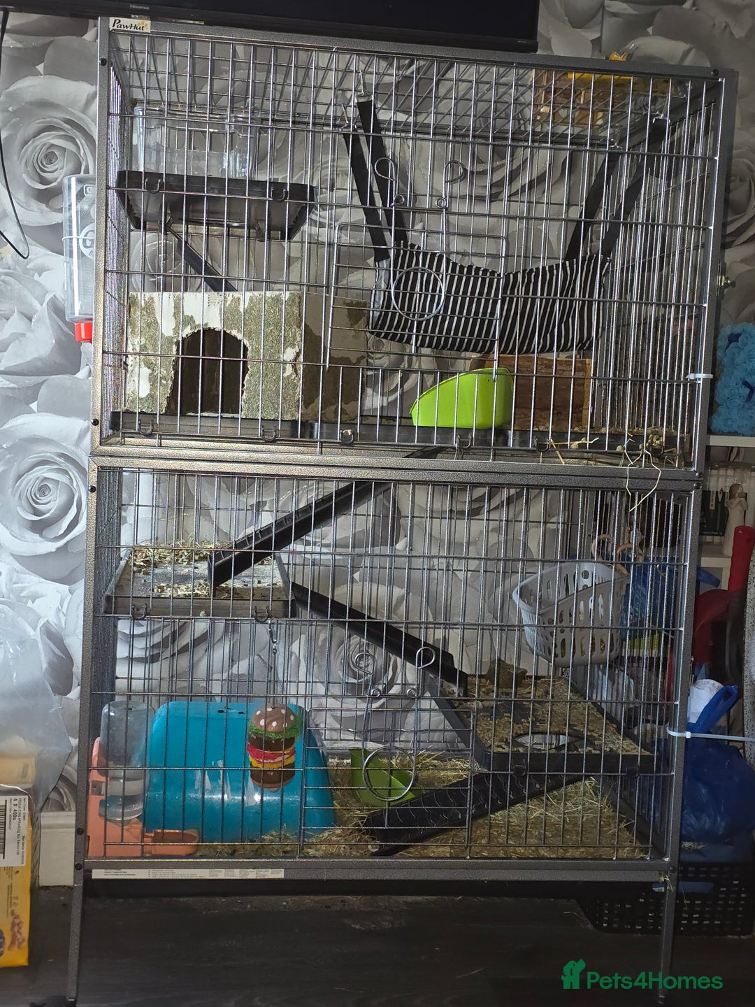 Chinchilla rodents for sale: Male baby chinchilla - Image 4