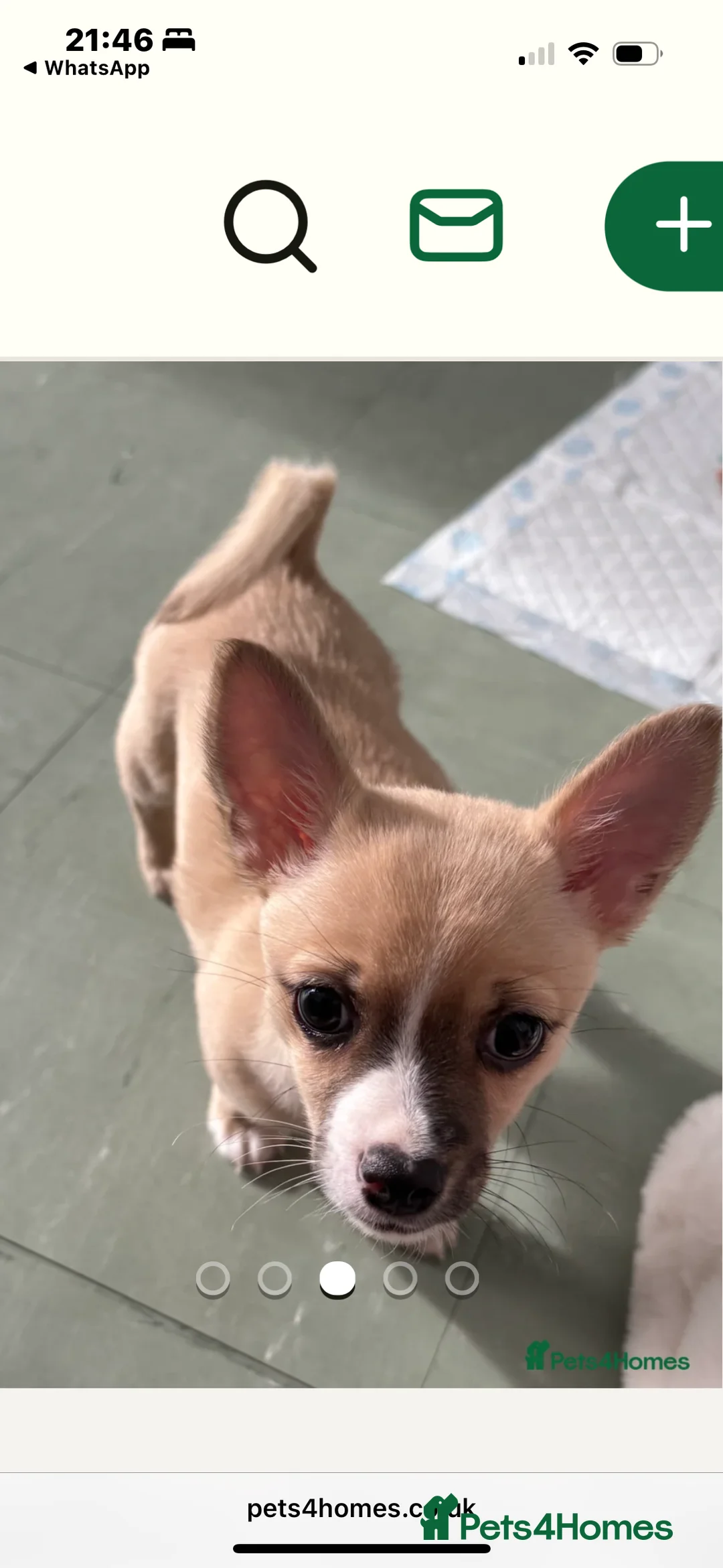 Mixed Breed dogs for sale: Chihuahua cross JRT 8 months old in Newport - Advert 1