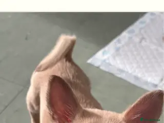 Mixed Breed dogs Chihuahua cross JRT 8 months old in Newport - Advert 11