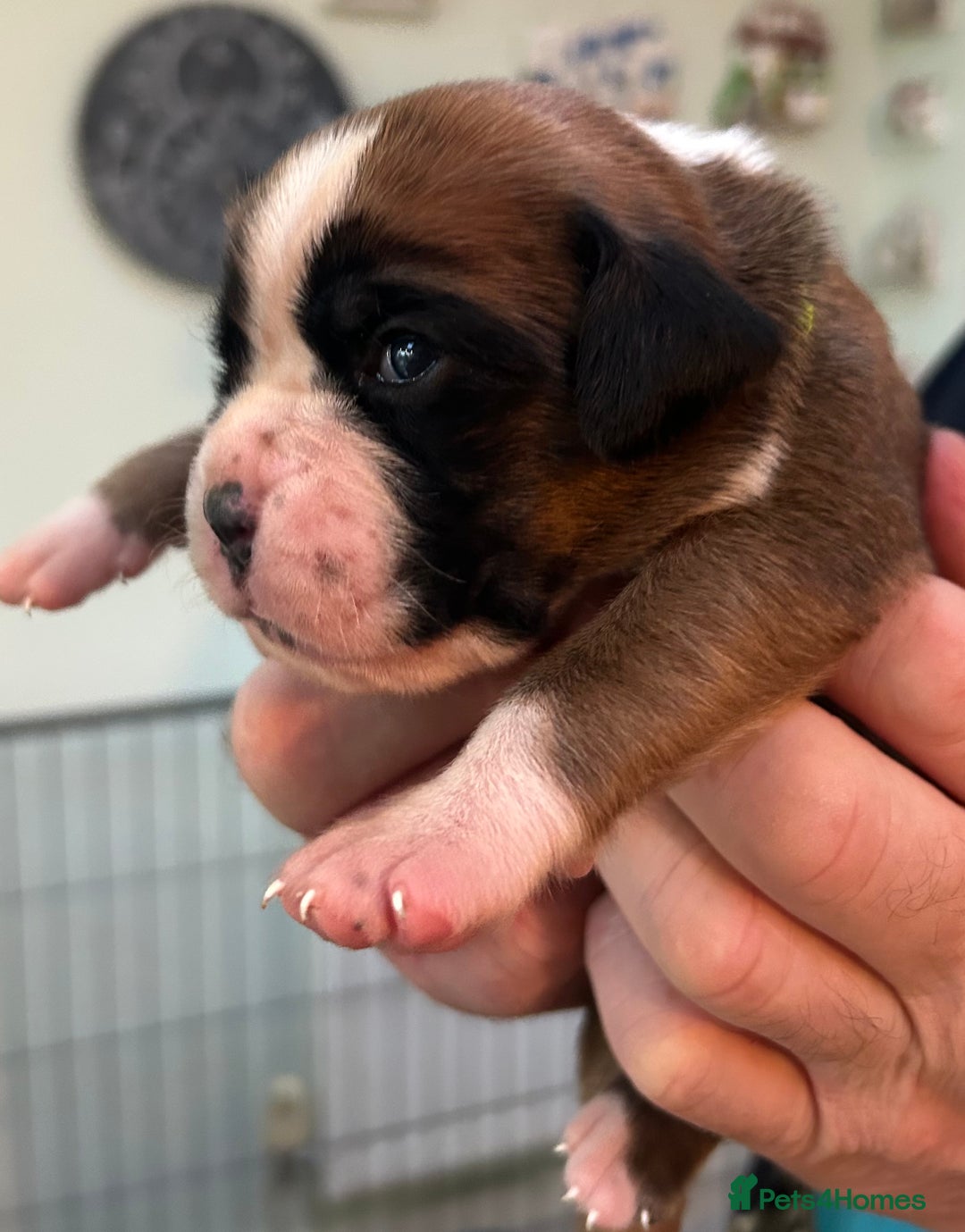 Boxer dogs for sale: Adorable BOXER puppies - Advert 18
