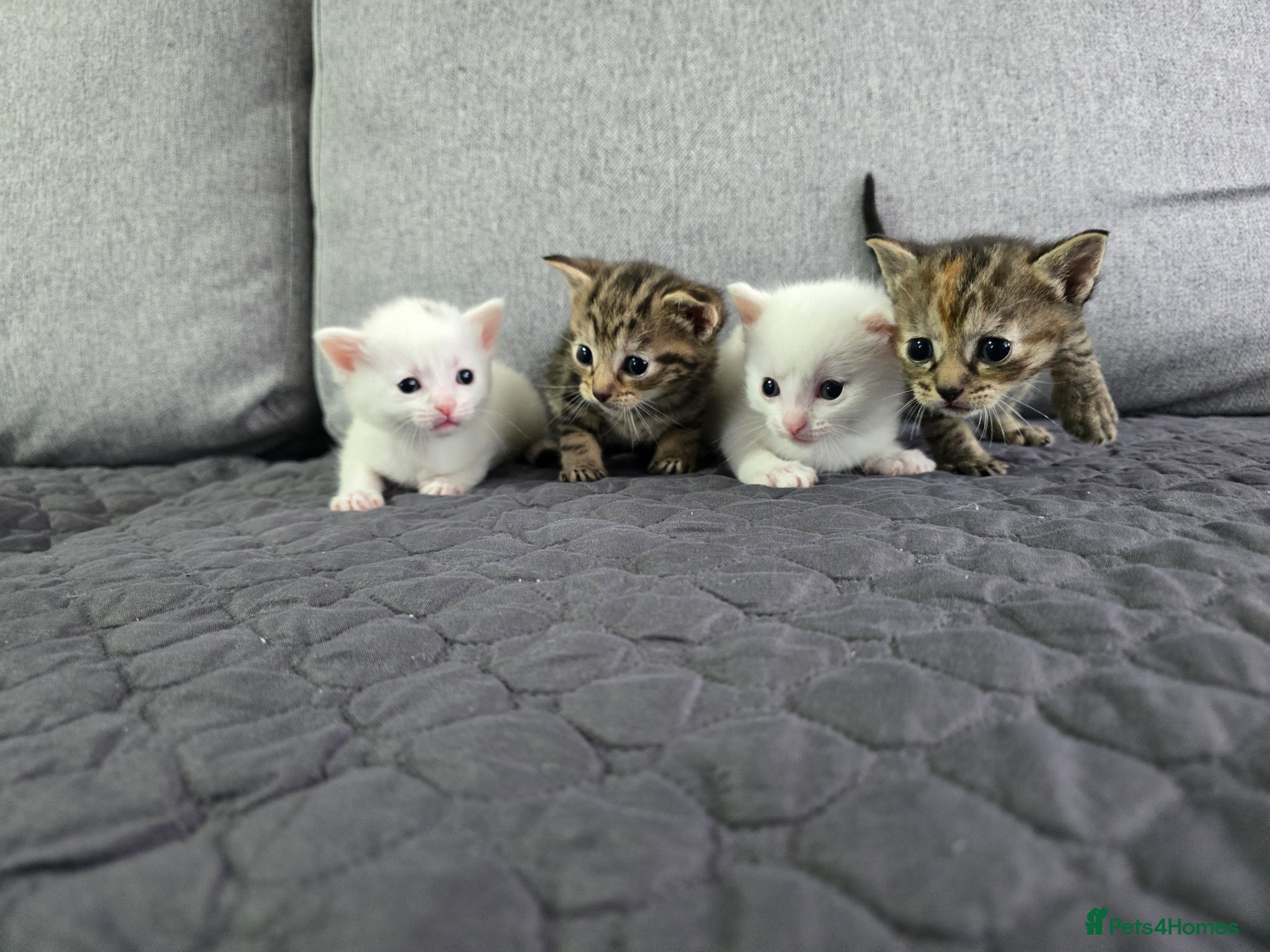Mixed Breed cats Adorable kittens - Advert 1