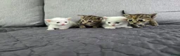 Mixed Breed cats for sale: Adorable kittens - Advert 1