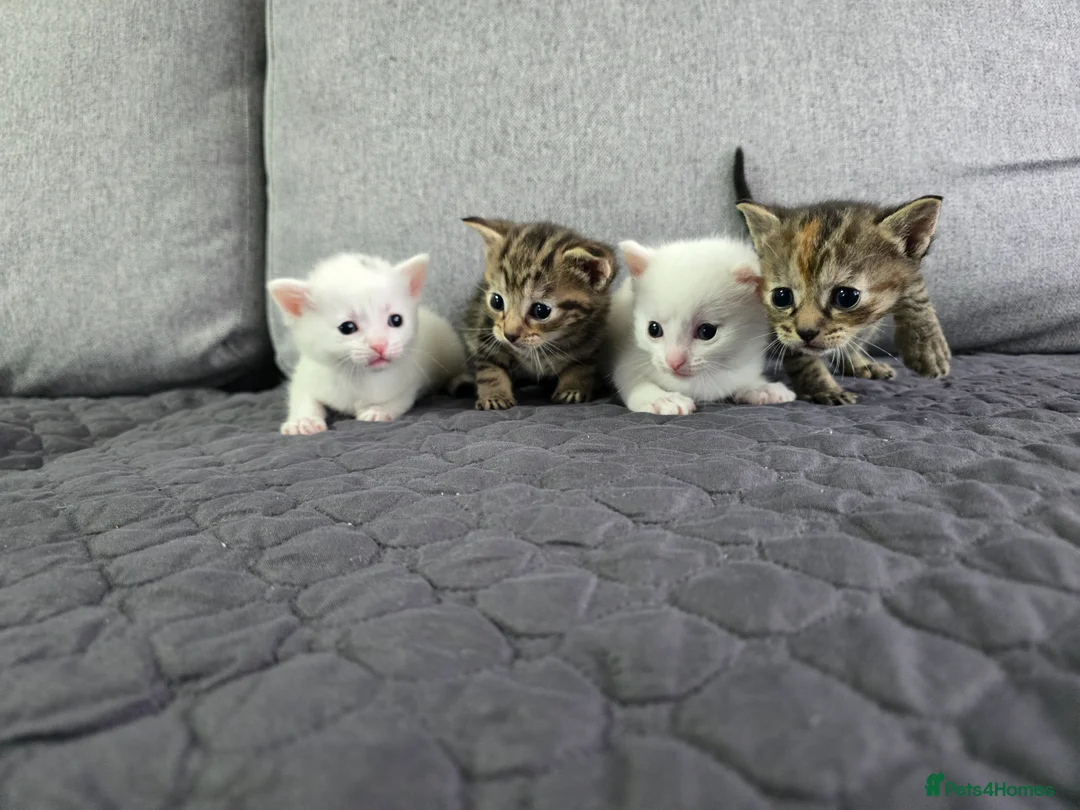 Mixed Breed cats for sale: Adorable kittens - Advert 1