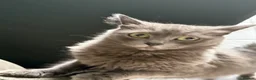 Mixed Breed cats for sale: Stunning little Grey fluffy female cat - Advert 5