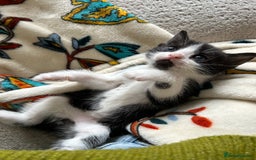 Mixed Breed cats for sale: 6 beautiful kittens ready now (4 left) - Image 9