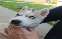 Siberian Husky dogs for sale: Stunning Pure siberian husky pups - Image 14