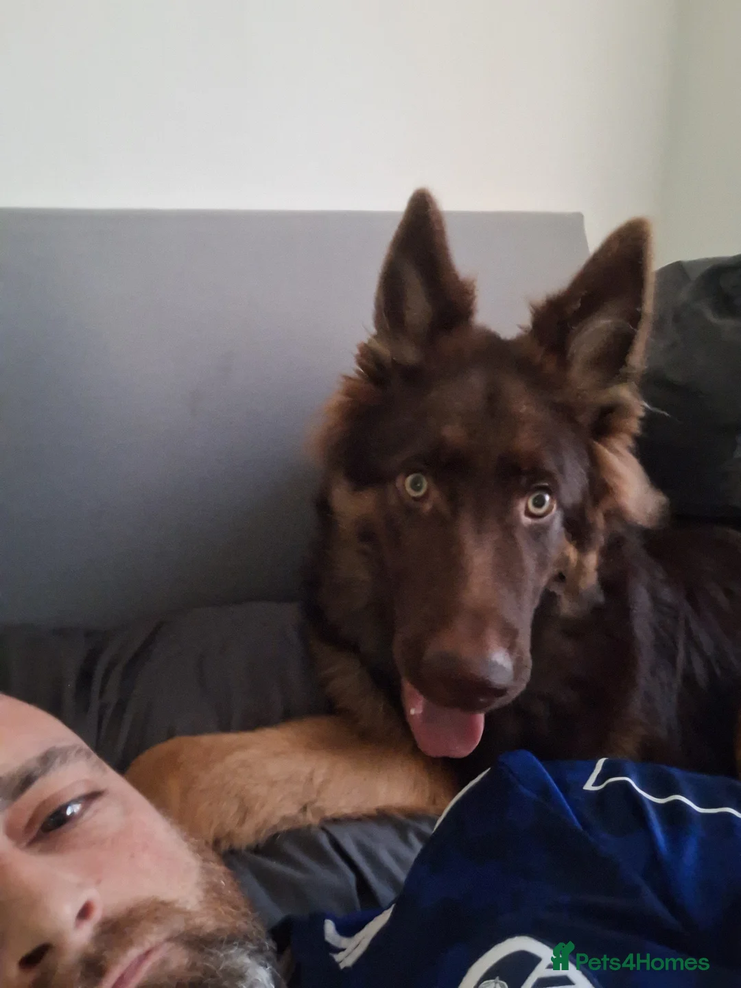 German Shepherd dogs for sale: Bear. - Advert 2