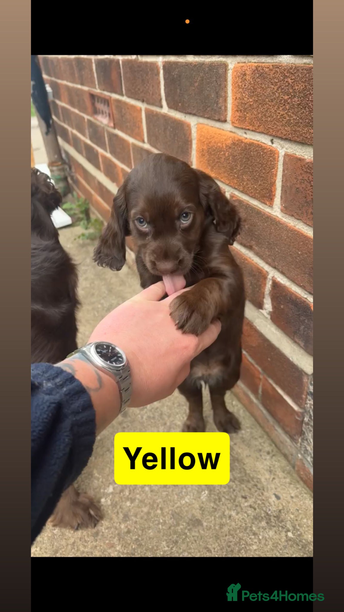 Cocker Spaniel dogs Stunning working cocker spaniel puppy’s  - Advert 2