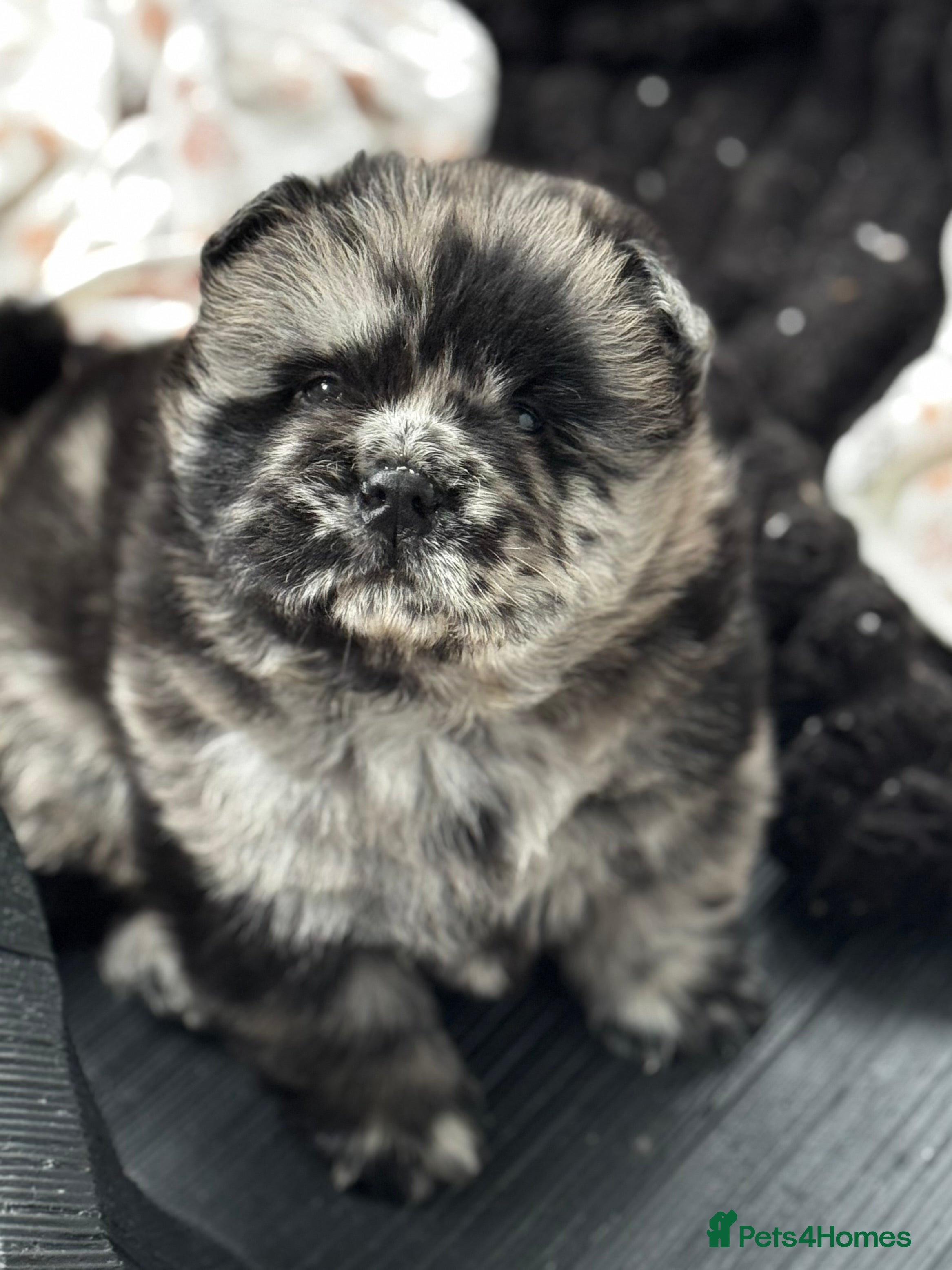 Chow Chow dogs Chow Chow Puppies - Advert 2