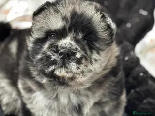 Chow Chow dogs Chow Chow Puppies - Advert 2