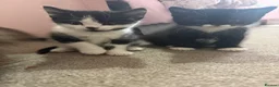 Mixed Breed cats for sale: Black and white kittens  - Advert 4