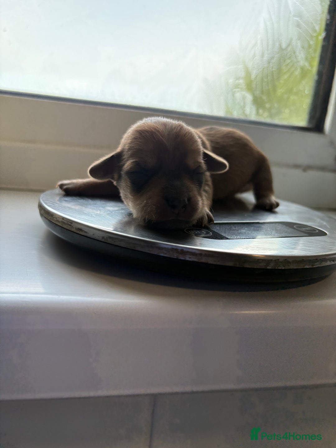 Mixed Breed dogs for sale: Doxie poo puppies - Image 24