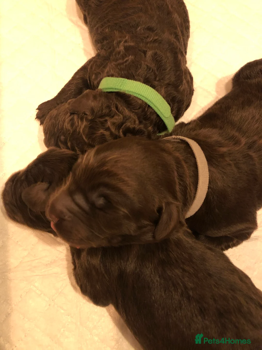 Labradoodle dogs for stud: Chocolate Standard Labradoodle Multigenerational  in Matlock - Advert 9