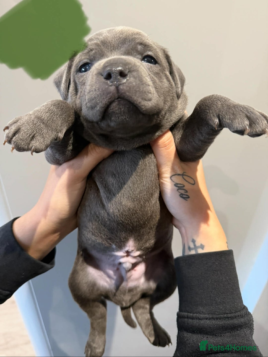 Staffordshire Bull Terrier dogs for sale: Blue Staffordshire bull terrier pups  - Advert 5