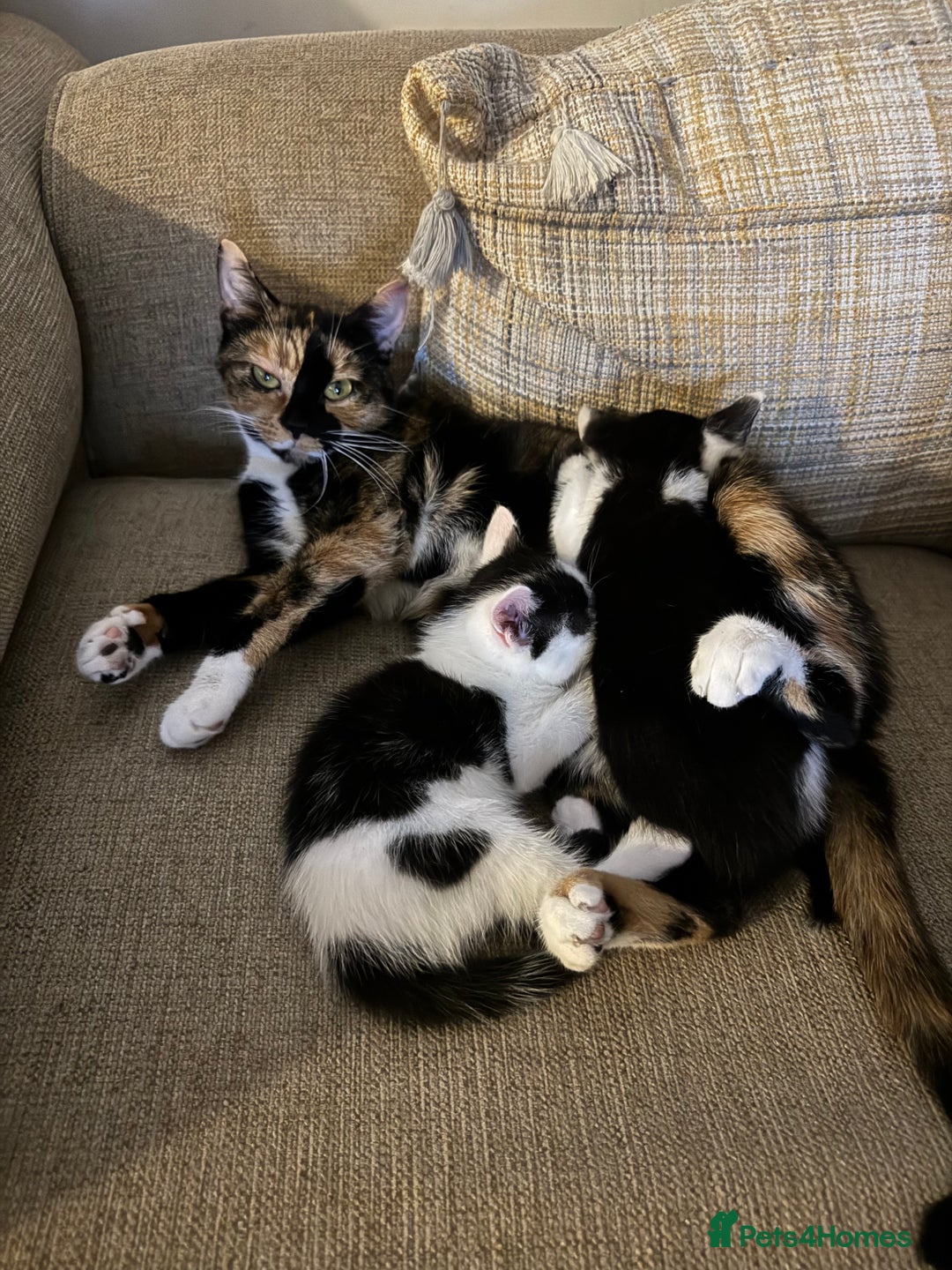 Domestic Shorthair cats for sale: Playful domestic shorthair kitten  - Image 8