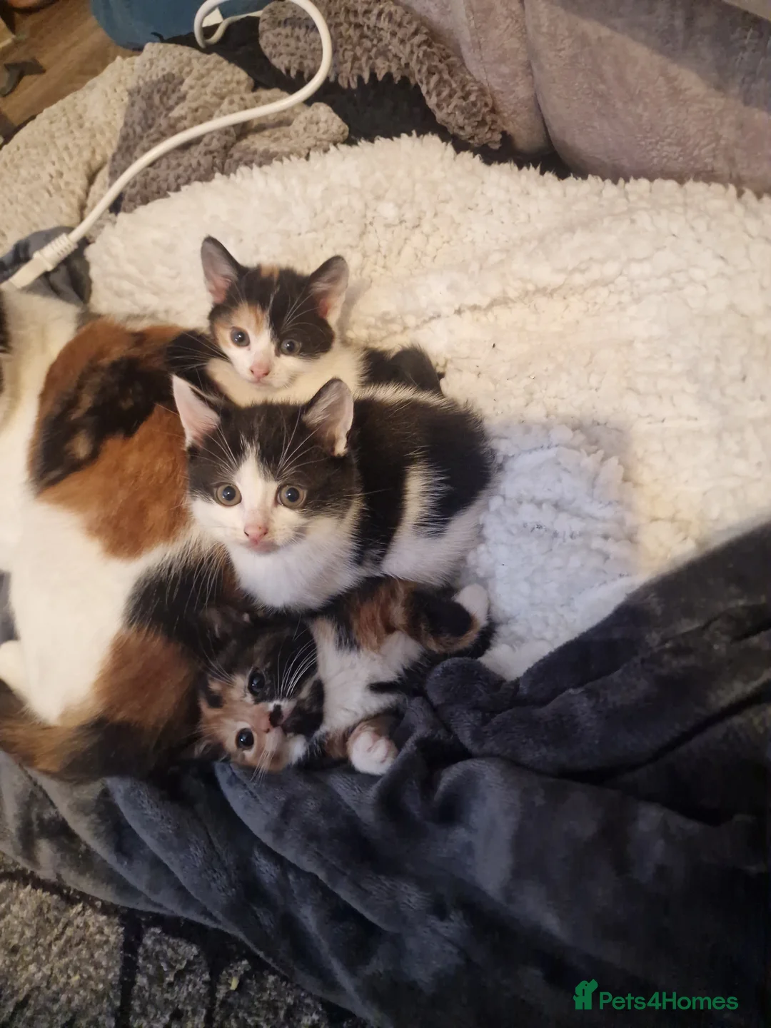 Mixed Breed cats for sale: 3 beautiful kittens for sale - Advert 11