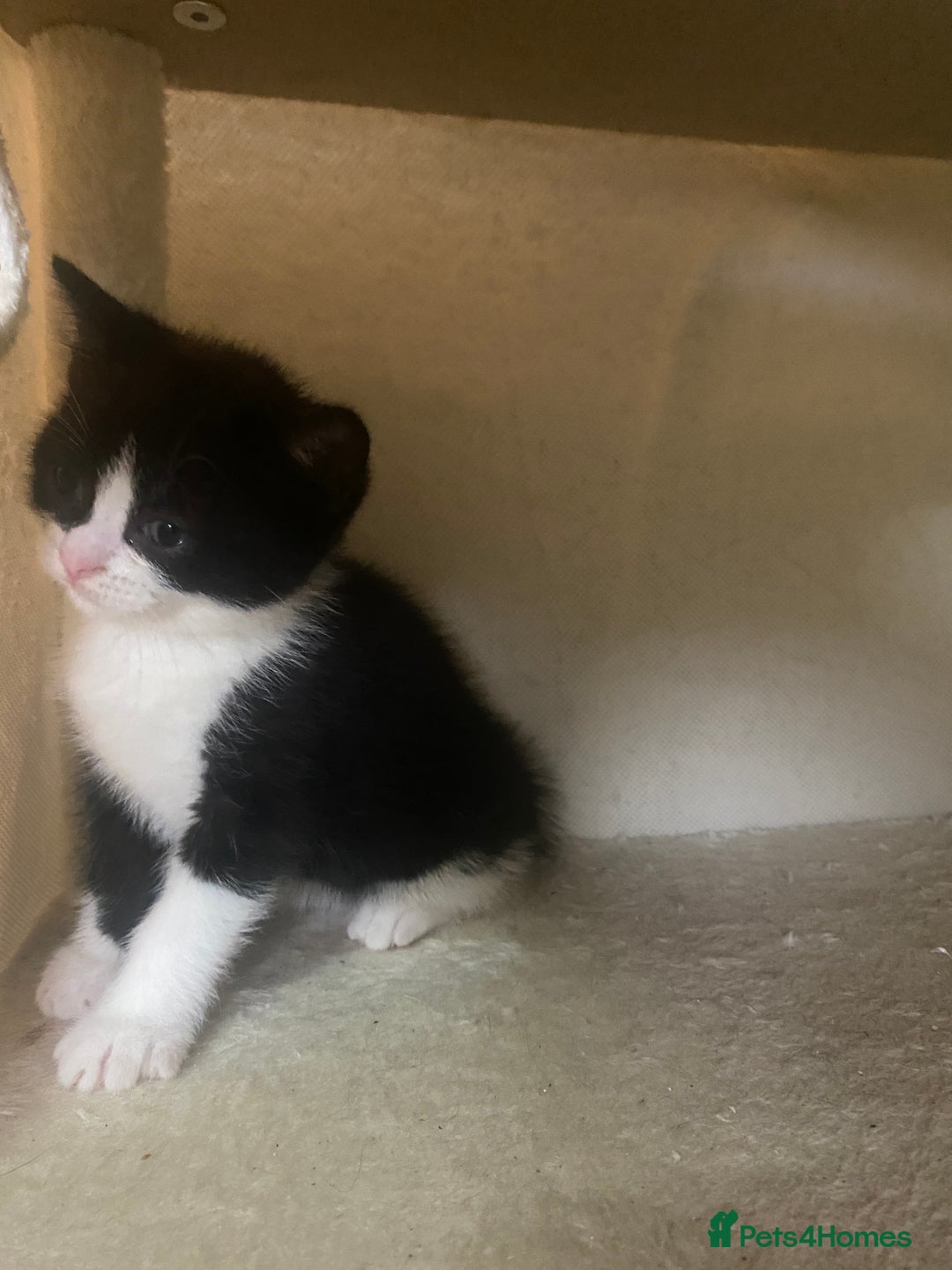 Mixed Breed cats for sale: 1/2 British shorthair/mixed kittens - Advert 1