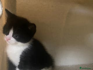 Mixed Breed cats 1/2 British shorthair/mixed kittens - Advert 22