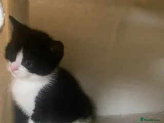 Mixed Breed cats 1/2 British shorthair/mixed kittens - Advert 14