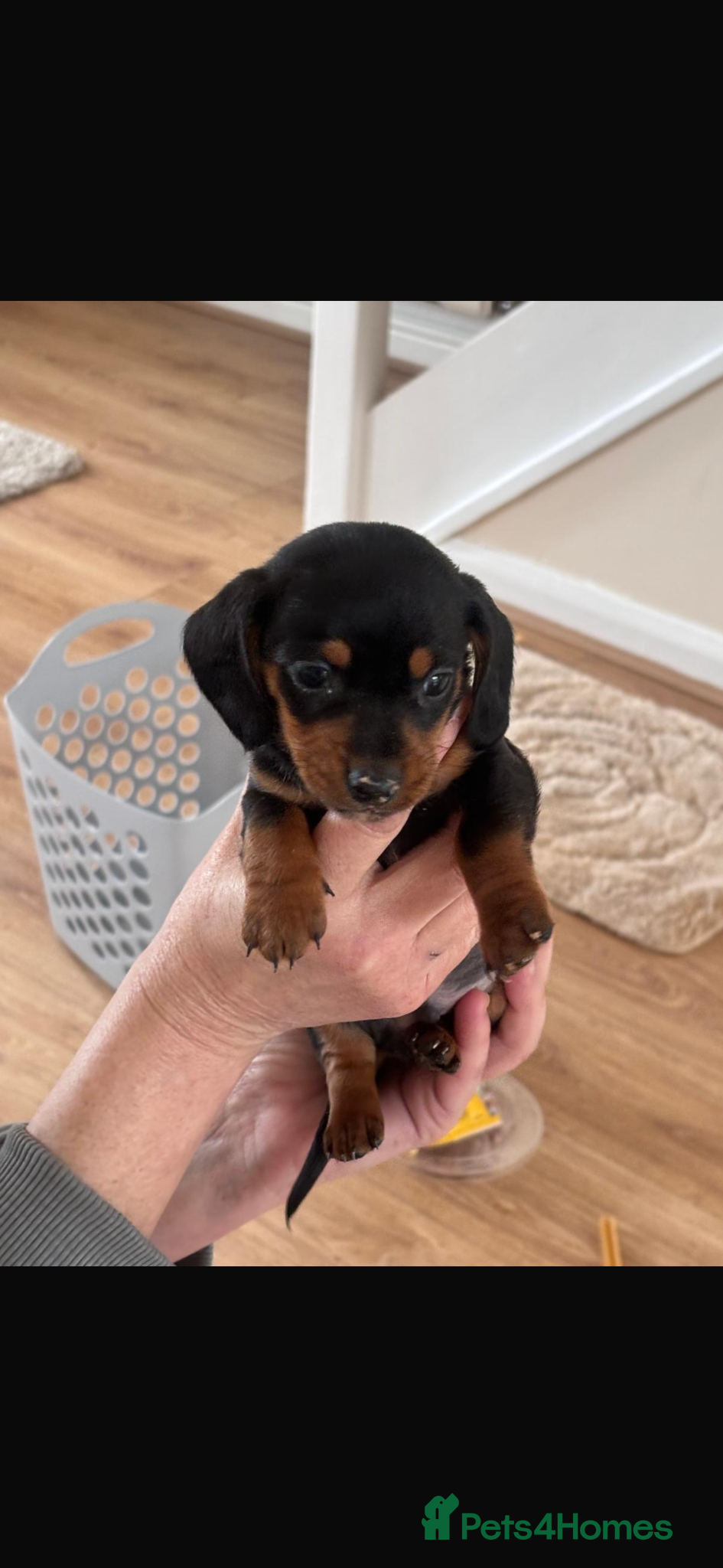 Dachshund dogs DACHSHUND puppies - Advert 15