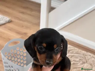 Dachshund dogs DACHSHUND puppies - Advert 15