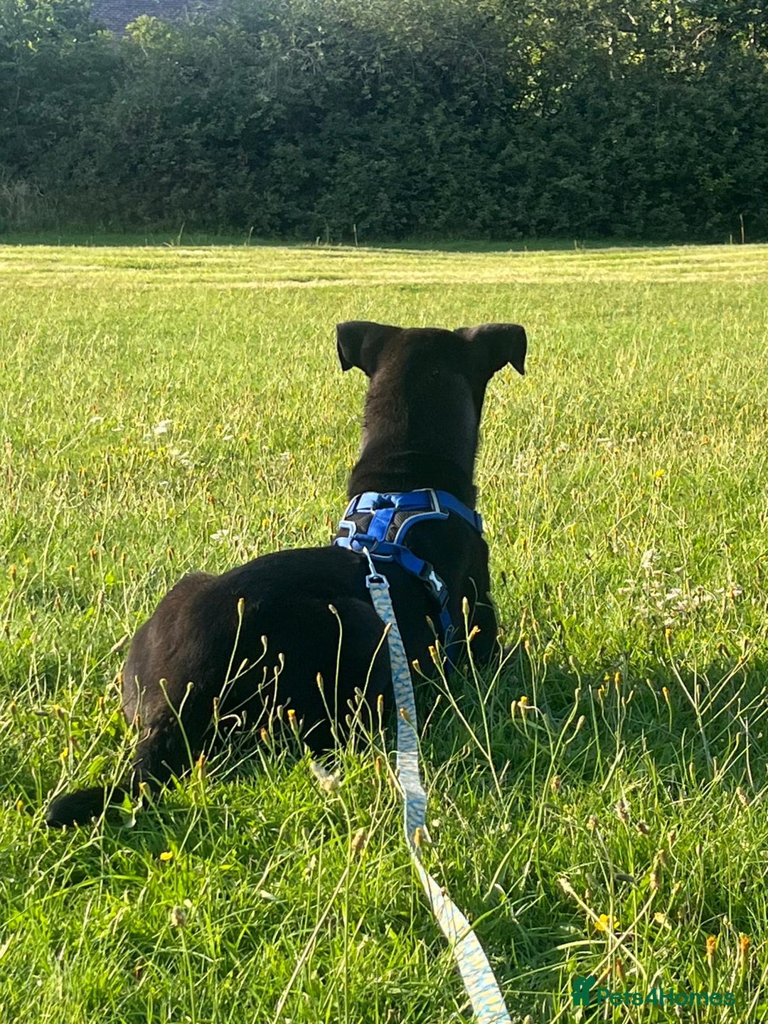 Mixed Breed dogs for stud: Husky x Cane corso  - Advert 6