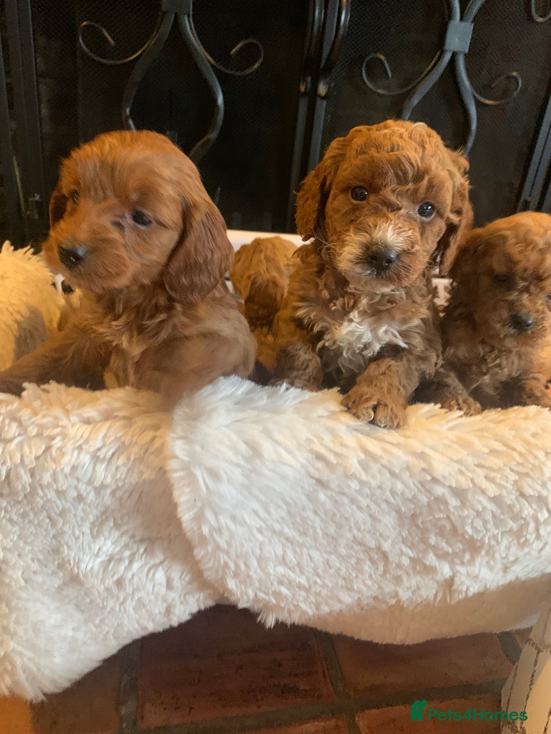 Cockapoo dogs for sale: F1b cockapoo  - Advert 12
