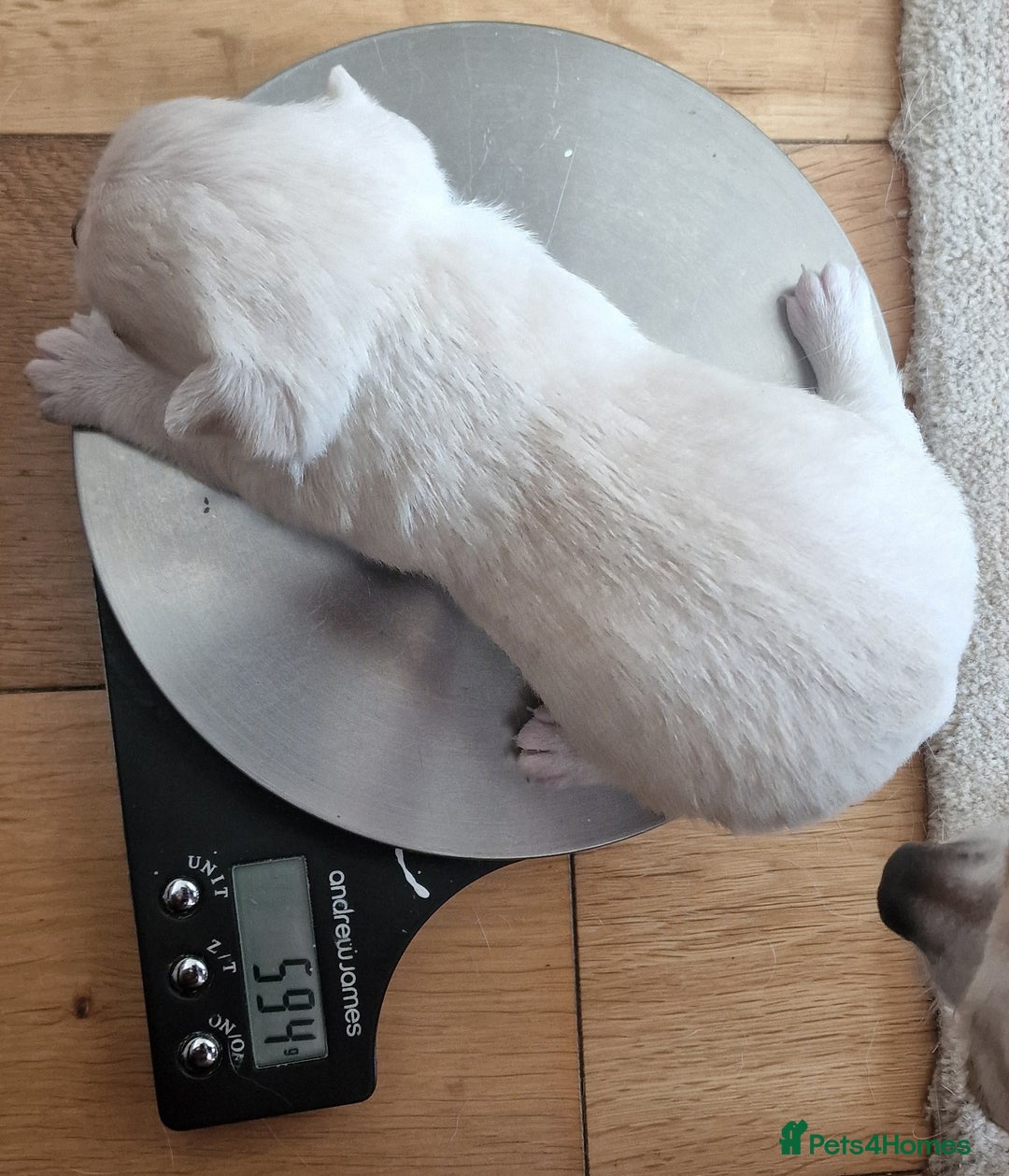 Chihuahua dogs for sale: Short-Haired Applehead Chihuahuas - Image 12