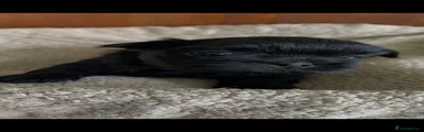 Shih Tzu 6