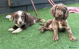 Cocker Spaniel dogs for sale: ❤️Gorgeous, Happy, Healthy, Spaniel babies 💙 - Image 18