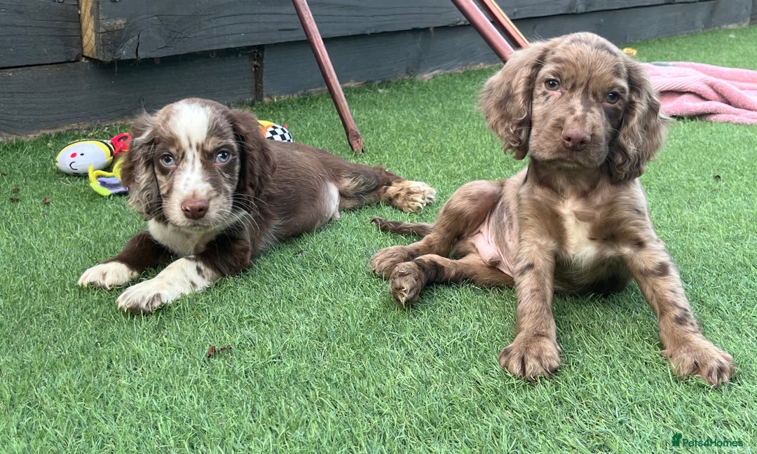 Cocker Spaniel dogs for sale: ❤️Gorgeous, Happy, Healthy, Spaniel babies 💙 - Image 18