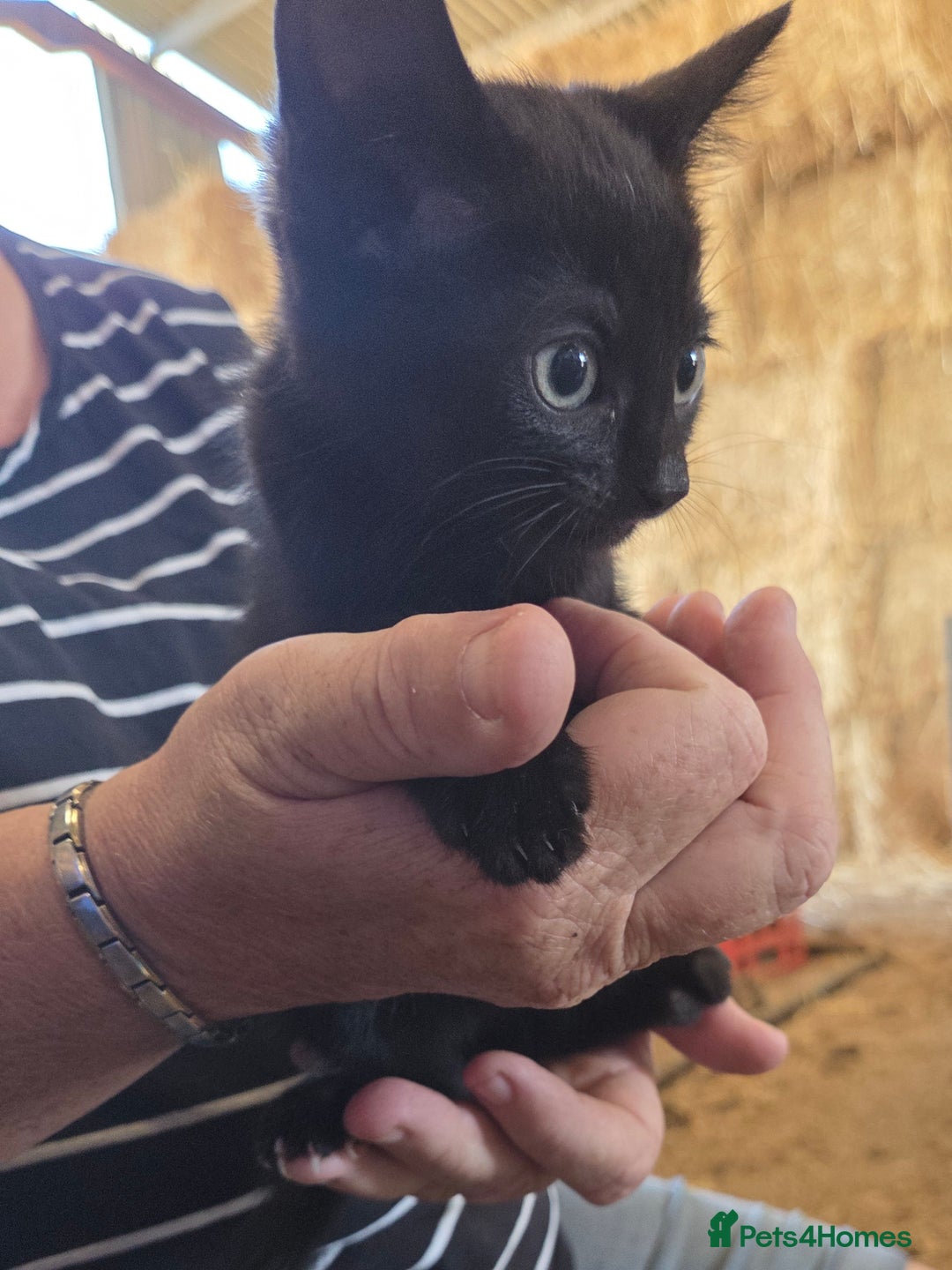 Mixed Breed cats for sale: 3 Female Farm kittens (NOT FERAL) - Image 5