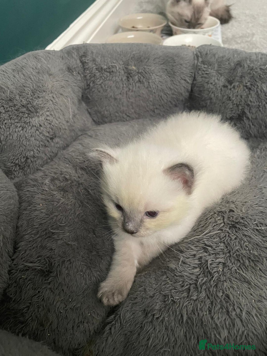 Ragdoll cats for sale: 💙 BLUEPOINT RAGDOLL BOY FOR SALE 💙 - Image 7