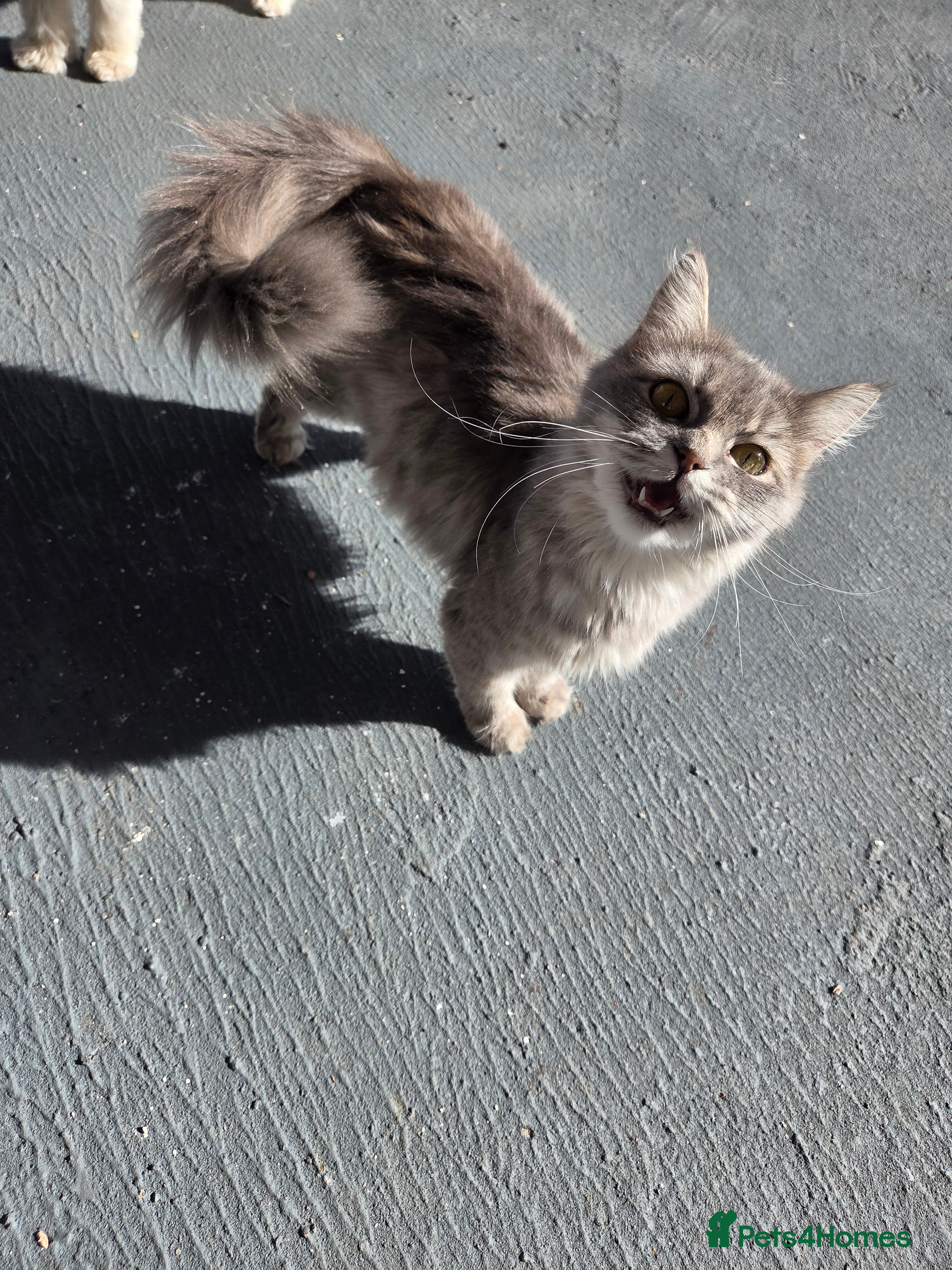 Ragdoll cats for sale: Cat.  - Advert 1