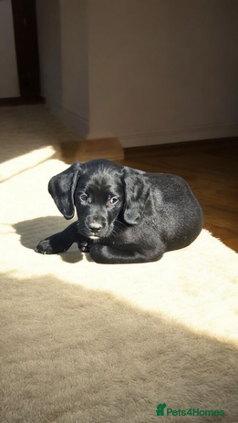 Springador Dogs Breed - Information, Temperament, Size & Price | Pets4Homes