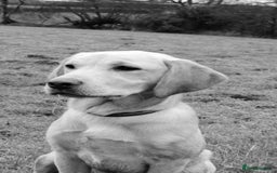 Labrador Retriever dogs for sale: Carefully & selectively bred, versatile pets, FTCH - Image 9