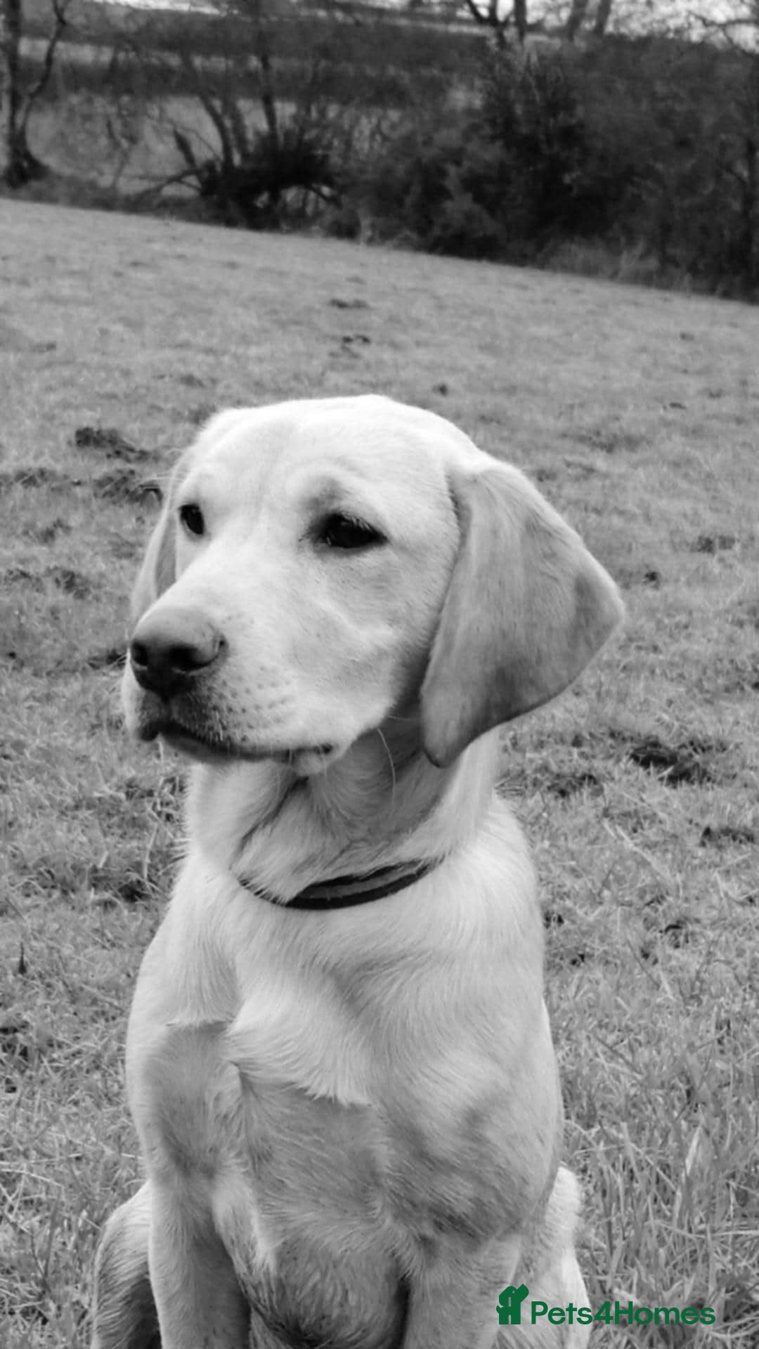 Labrador Retriever dogs for sale: Carefully & selectively bred, versatile pets, FTCH - Image 9