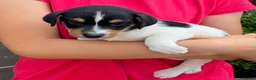Jack Russell dogs for sale: Jack Russell puppies  in Swanley - Advert 3