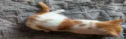 Domestic Shorthair cats for sale: 5 Ginger Kittens - Advert 35