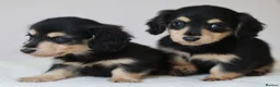 Miniature Dachshund dogs for sale: 5*Licensed+KCreg+PRAClear+Vetchecked+BLACK&CREAM - Advert 14