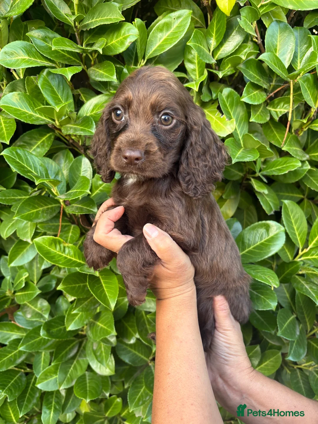 Cocker Spaniel dogs for sale: Cocker spaniel puppies  in Cambridge - Advert 2