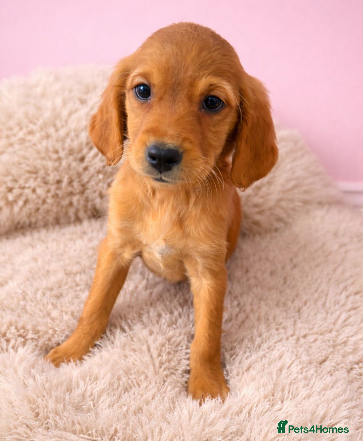 Golden Retriever dogs READY NOW KC Puppies With Health Tested Parents - Advert 2