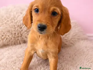 Golden Retriever dogs READY NOW KC Puppies With Health Tested Parents - Advert 2