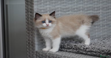 Ragdoll cats in Tamworth - Advert 3
