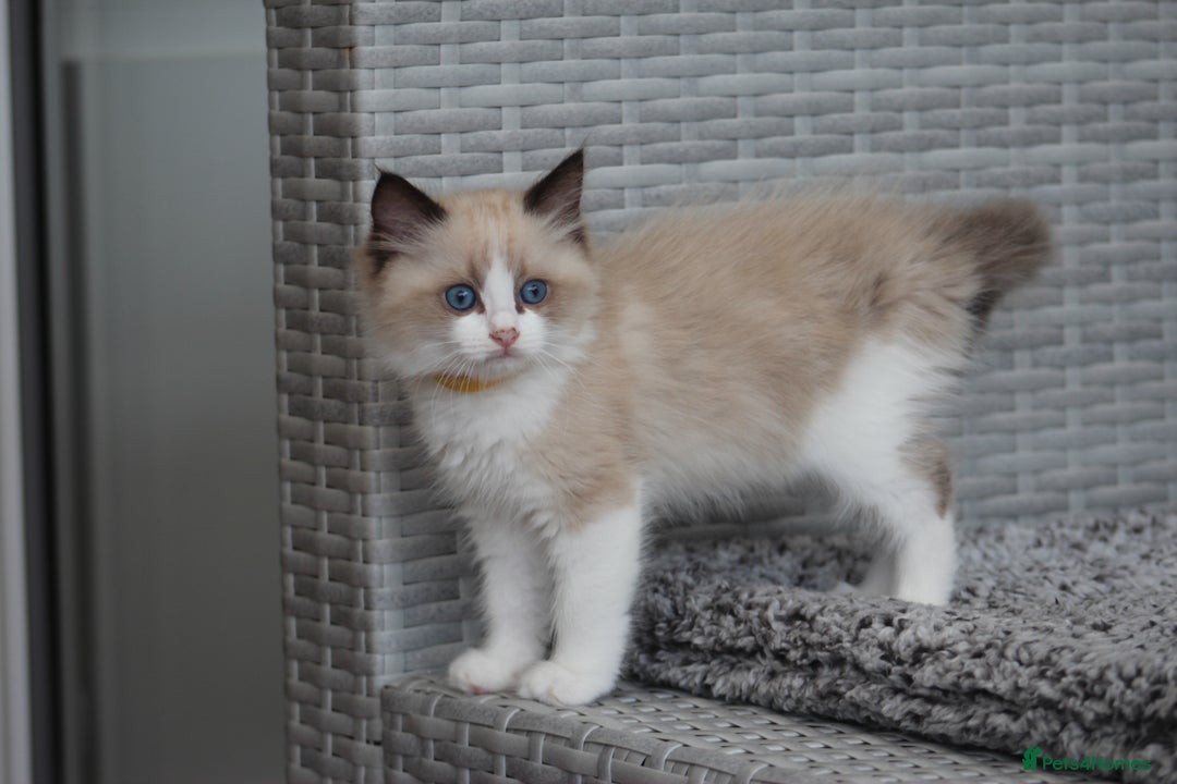 Ragdoll cats for sale: 🐈✨ Tica Registered Ragdoll Kittens in Tamworth - Image 3