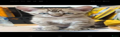 Bengal 3