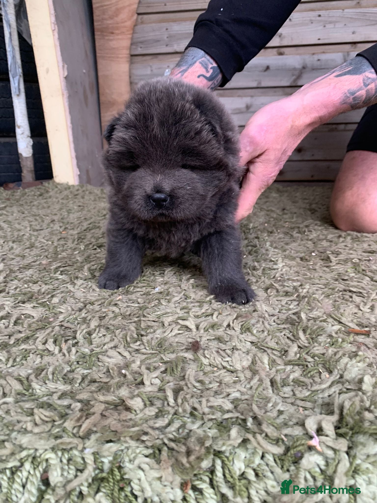 Chow Chow dogs for sale: Choclate/lilac Chow chow puppies - Advert 17